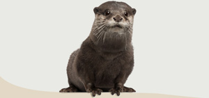 otter-300px